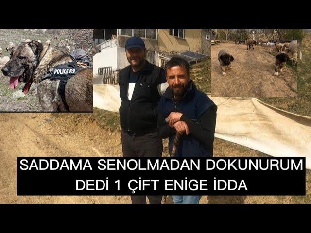 DAĞDA YAŞAM SEN OLMADAN SADDAMA DOKUNURUM DEDİ BİR CİFT ENİGİNE İDDA