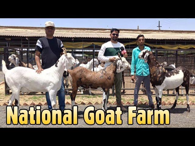 500/KG Khassi Goats at National Goat Farm, Modasa, Gujarat