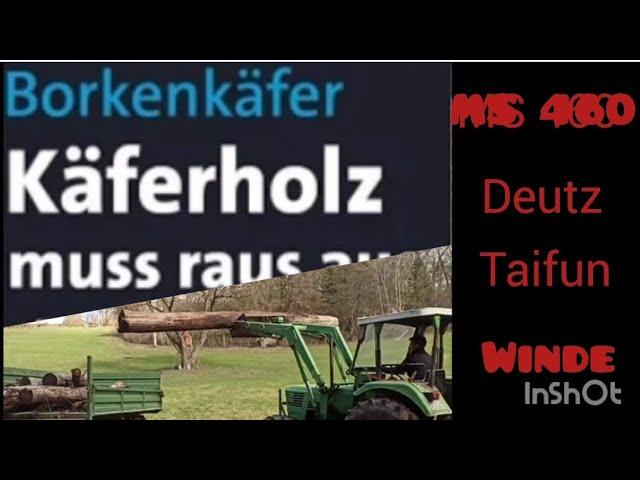 Käferholz Deutz Käferfichten Taifun Seilwinde Borkenkäfer Stihl ms446 260