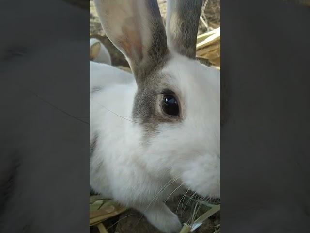 #durecorder #shortscute rabbits #888tv #roblox #gaming in our country #trending YouTube shorts best