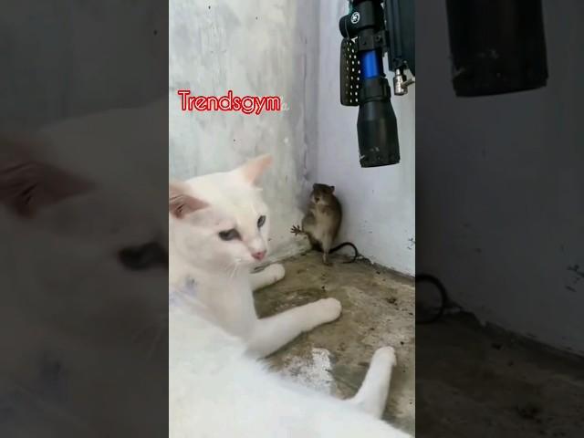 cat and rat   #youtube #shorts