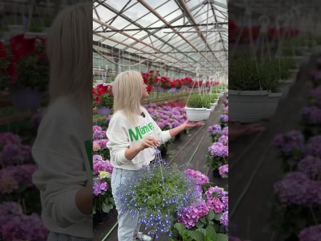 Лобелия снова в продаже!! #лобелия #рассада #сад #петуния #гортензия #огород #теплица #цветы