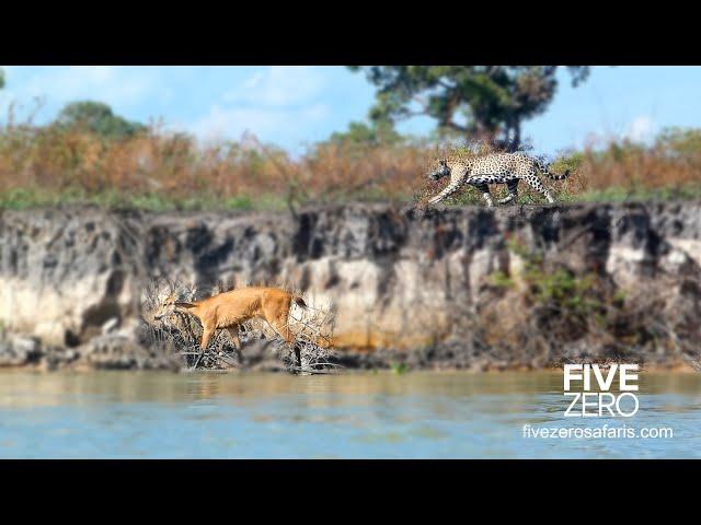 Flying Jaguar vs Marsh Deer!