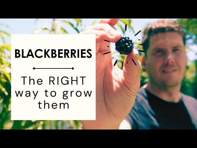 How to grow Blackberries & maximising blackberry fruit production