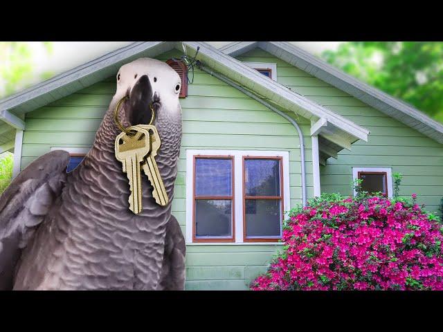 Talking Parrot's Reaction to His New House