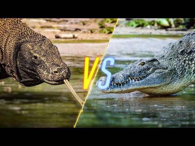 Komodo Dragon VS Crocodile