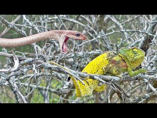 Chameleon Bites Venomous Snake While Being Attacked