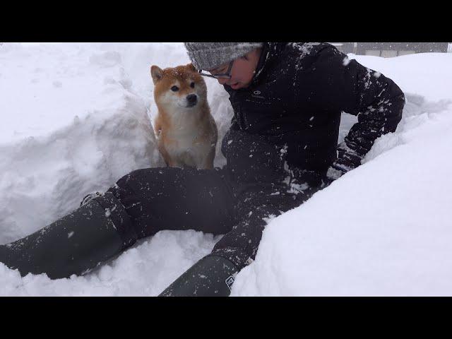 大雪の中何度も外へ出る柴犬、その理由が優しすぎた。