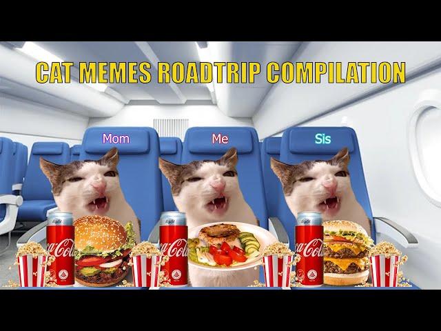 CAT MEMES Roadtrip Compilation