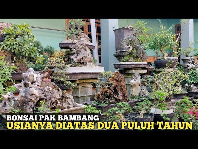 KOLEKSI BONSAI PAK BAMBANG SEMUA USIANYA DUA PULUH TAHUN KEATAS!! MEMANG TINGKAT KESABARAN TINGGI