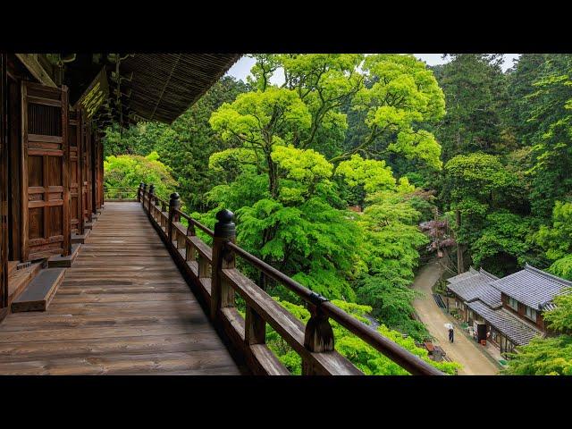 Rainy Walk through Lush Forest and Secluded Mountain Temple |  Japan 4K Nature Ambience - ASMR