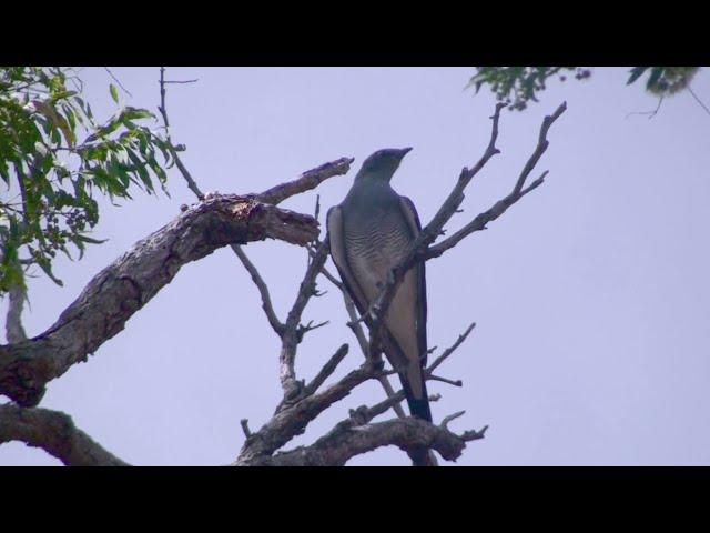 Ground Cuckoo-Shrike