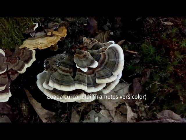 Coada curcanului (Trametes versicolor): o ciupercă medicinală