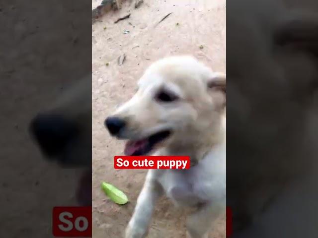 So cute puppy | Pet animals in Cambodia #shorts #puppy