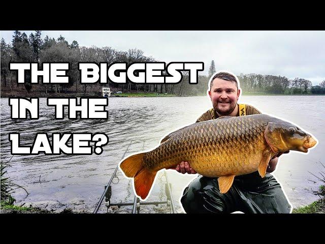 DID WE CATCH THE BIGGEST FISH IN SHEARWATER?Spring Carp Fishing On A Longleat Estate Lake! 