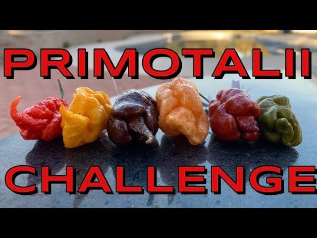 6 Primotaliis CHALLENGE! Peach, Yellow, Caramel, Mustard, Red + Choc. by Deathridge! Endorphin dump!