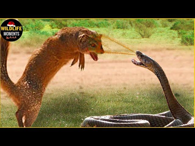 30 Moments King Cobra Vs Mongoose Fight To The Last Breath