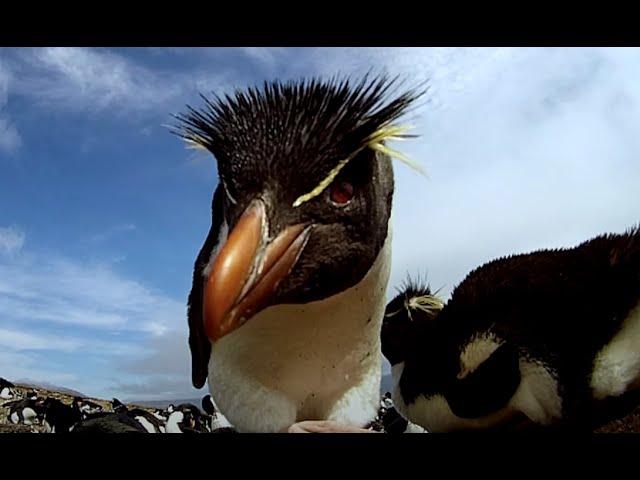 Robot Spy Rockhopper Penguin Deploys A Secret Weapon!