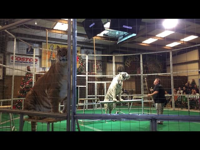 Big Cat Habitat and Gulf Coast Sanctuary