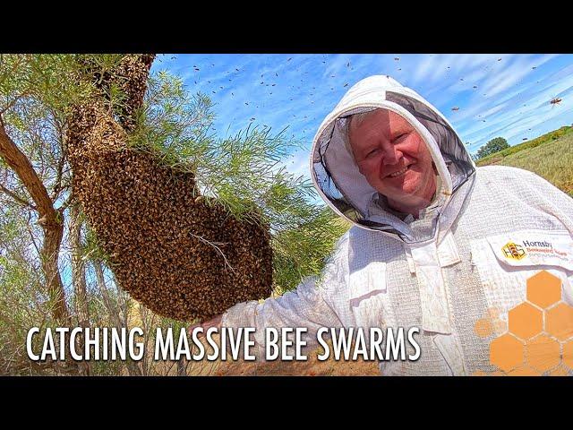 The Great Bee Chase: 7 Swarm in a Blood Orange Grove | The Bush Bee Man