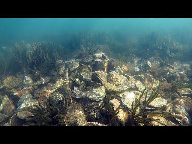 Single Mature Oyster Restoration in Rhode Island