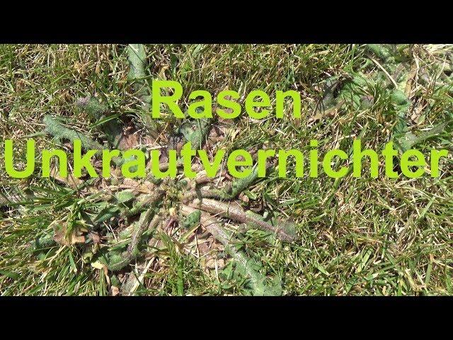 COMPO Rasen Unkrautvernichter Perfekt Unkraut Rasen entfernen Kein Unkraut im Rasen mehr