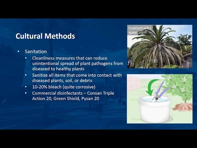 Disease Management in Ornamental Plants