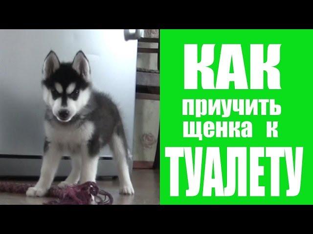 Как приучить щенка к ТУАЛЕТУ (один из способов)