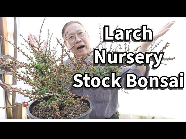 Turning a Larch nursery stock into a beautiful bonsai.