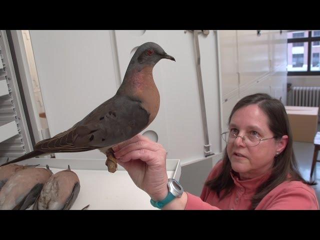 University of Michigan Bird Collection
