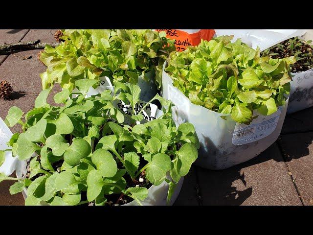 Ep. 14  Tips for prepping your winter sown seedlings  for transplanting