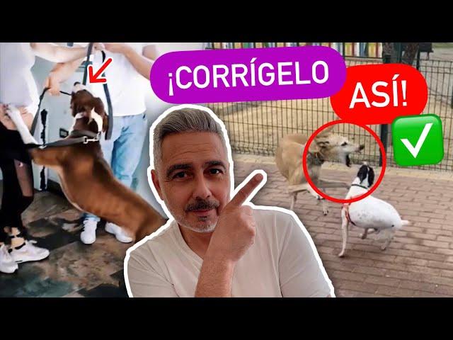 NUNCA  CORRIJAS A TU PERRO... | 4EverDogs