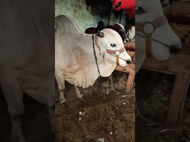 Big cow 2022 qurbane