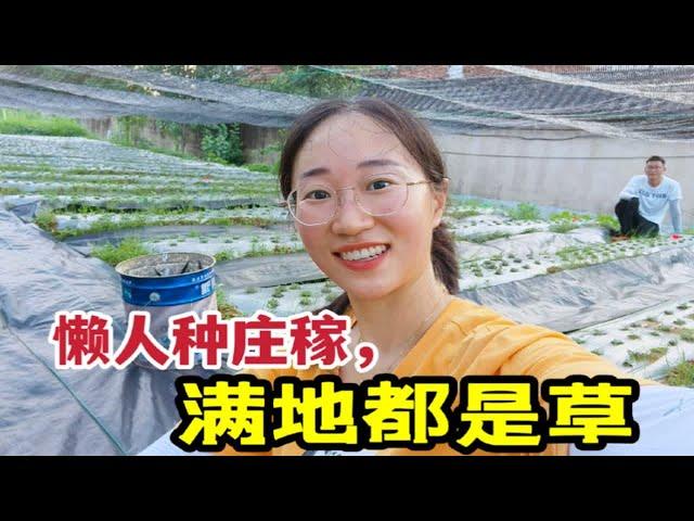 几场雨后草势汹涌，无奈铺防草地布，红薯地长满草老公却不让拔？