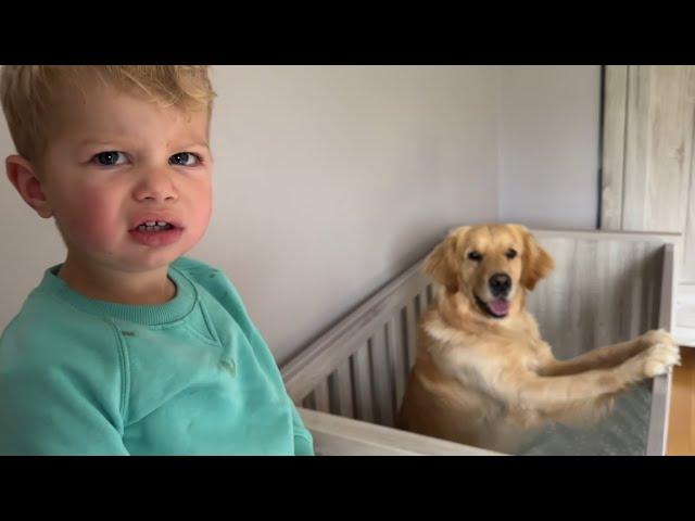 Adorable Golden Retriever Steals Baby Cot And makes Him Cry!!