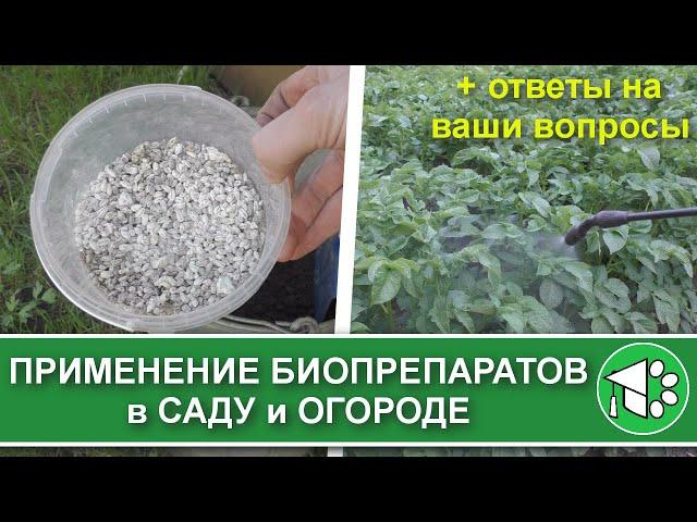 Как использовать биопрепараты для защиты растений (триходерму, боверию, метаризин) в саду и огороде
