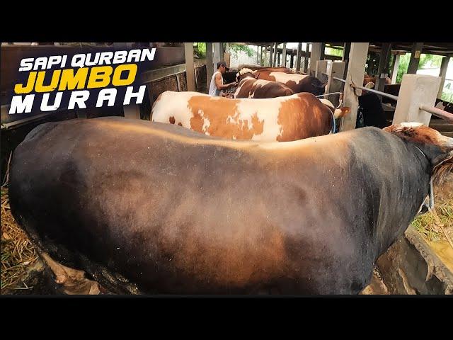 Sapi Qurban Jumbo Termurah Di Jakarta Selatan, Cukup Dp 5 Juta aje