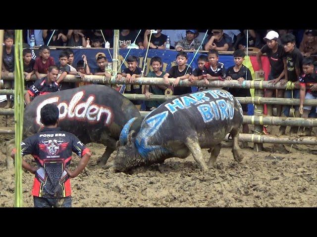 Hartop Biru Kel. Jack Tondon silaga Golden - Budaya Toraja "Ma'pasilaga Tedong"