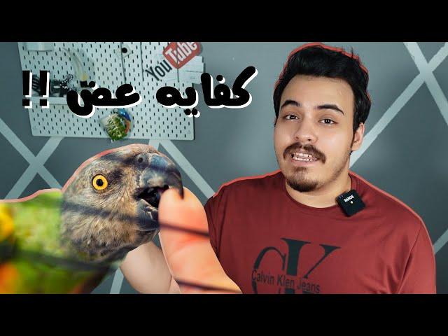 5 نصائح تساعد ببغائك الاليف يتوقف عن العض | طبقها الان !!
