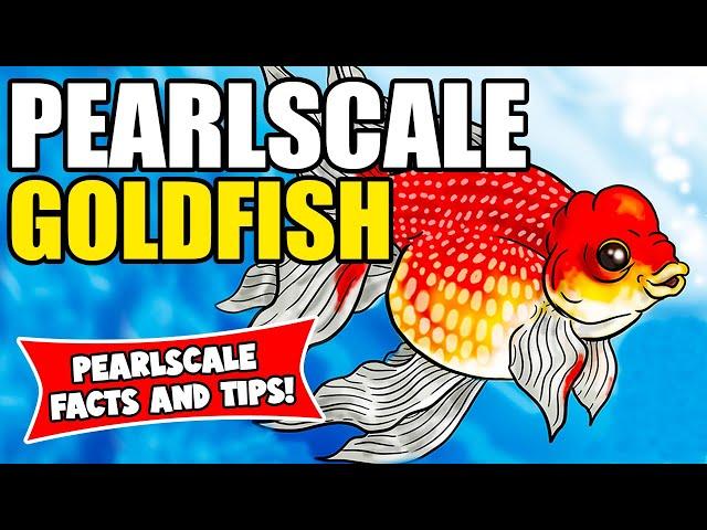 Pearlscale Goldfish | Pearlscale Goldfish Care And Info | Caring For Pearlscale Goldfish!