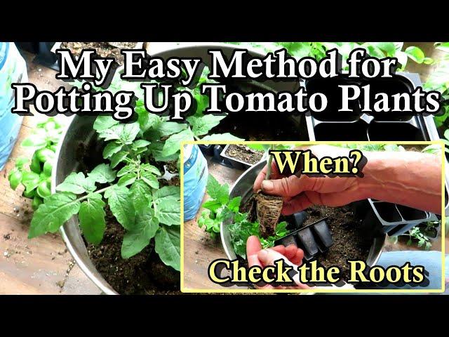 When & How to Pot-Up Tomato Seed Starts or Transplants: The Simple Quick Basics