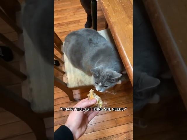 #funny #funnyshorts #funnymemes #memes #cat #pets #cute #fyp#PP