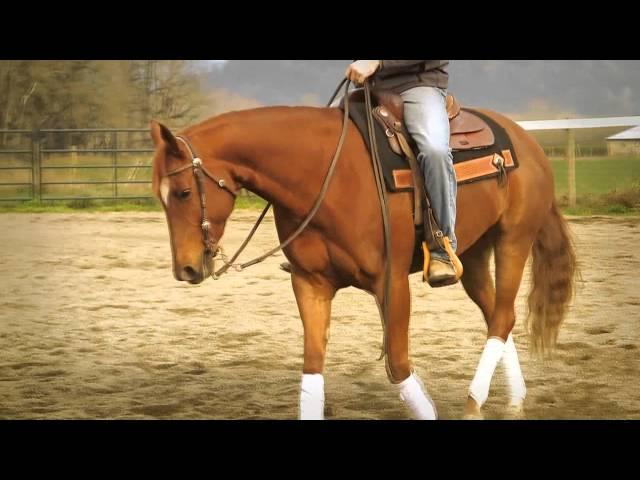 FOR SALE: Shot of Baja (7yo Half-Arabian mare)