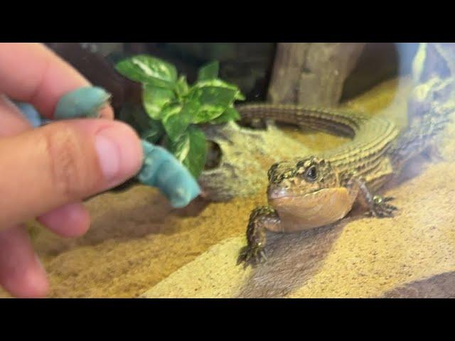  Feeding Hornworm TREATS to the Animals!