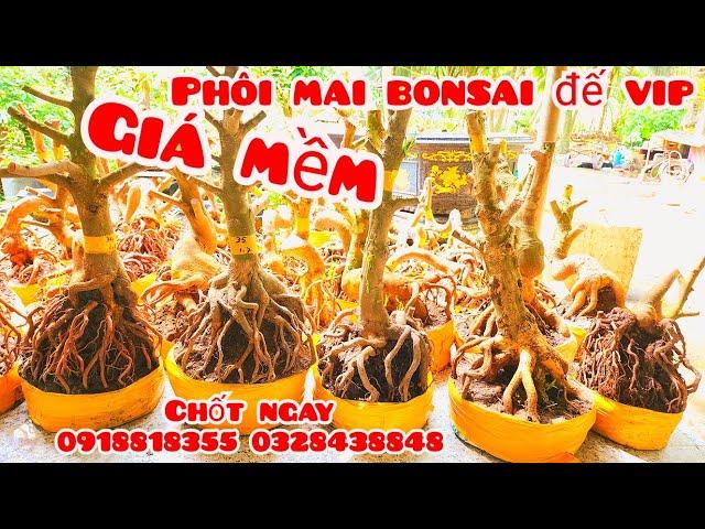 Phôi mai bonsai đế vip dáng đẹp 8/11 #aNên0918818355 .0328438848|MaivàngThanhTâm