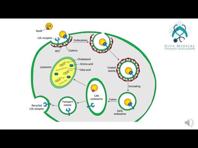 Membrane and Receptors Session 6 -Lecture 2\By KMSA