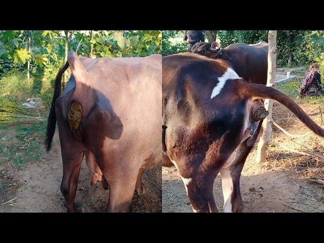 Buffalo Dung Video | Buffalo Pooping Video | Safar Gav Ka