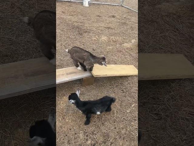 BJean and Mandy Sliding & Having Fun on My Nifty Cottage Homestead #babygoats  #cute  #homestead