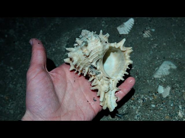 Spectacular Low Tide Beachcombing at Holden Beach!