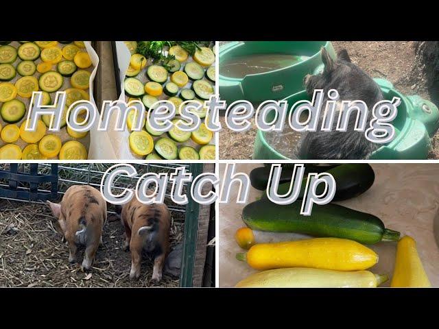 Homesteading Catch Up!